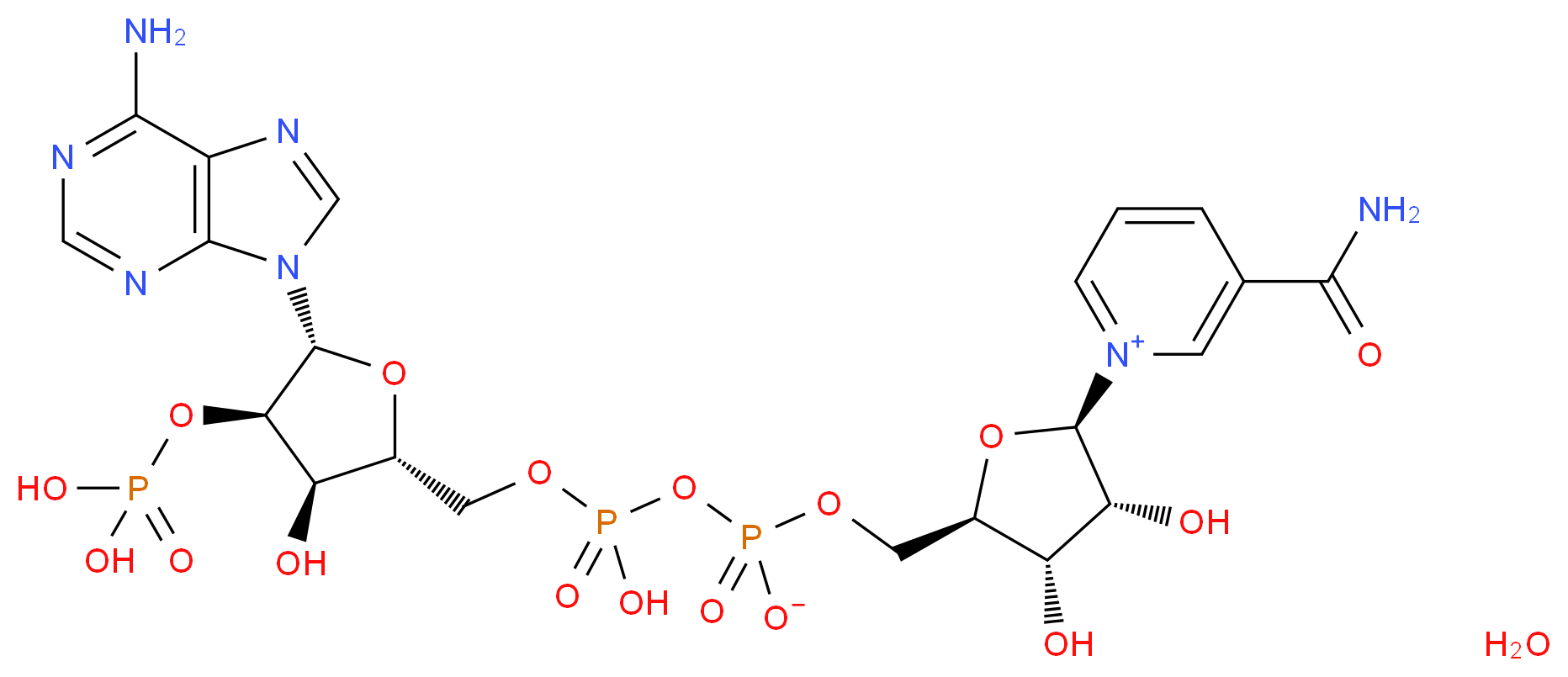 β-Nicotinamide adenine dinucleotide phosphate hydrate_Molecular_structure_CAS_53-59-8(anhydrous))